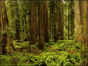 Sekwoje i paprocie w Parku Narodowym Redwood w Kaliforni