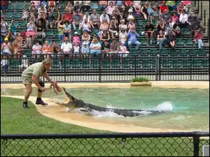 Ludzie, Steve, Krokodyli, ZOO, Irwin, Pokazy, Australia, Łowca
