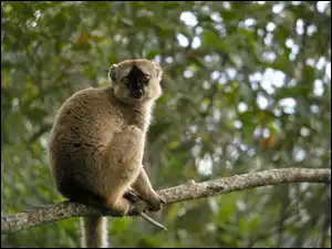 Gałąz, Lemur
