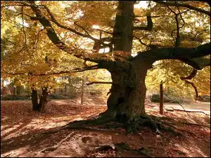 Światło, Jesień, Park, Przebijające