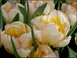Tulipany, Liście, Żółte, Kwiaty, Bukiet
