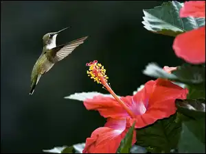Hibiskus, Koliber