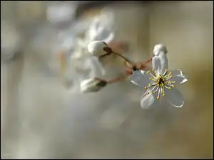 Owocowe, Białe, Kwiaty, Drzewo