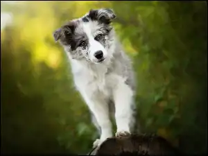 Border collie stoi na pniu drzewa