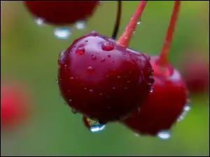 Okrągły, Wiśnia, Czerwony, Owoc, Krople