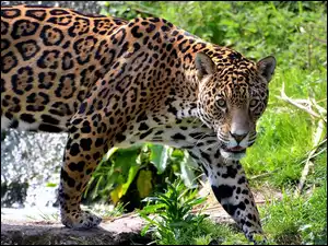 Zarośla, Jaguar, Dziki, Kot