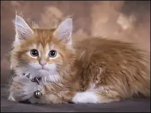 Dzwoneczek, Kot, Maine coon, Obroża