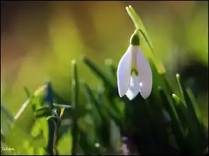 Wiosna, Biały, Kwiat, Przebiśnieg