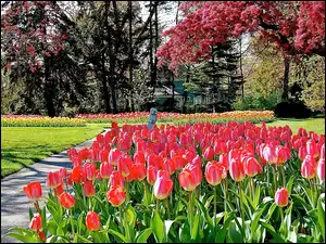 Park, Kwitnące, Światło, Wiosna, Przebijające, Tulipany, Drzewa