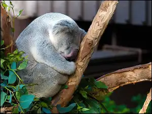 Drzewo, Śpiący, Miś, Koala