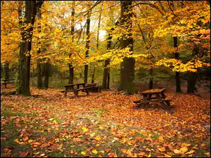 Liście, Jesień, Ławeczki, Park, Drzewa