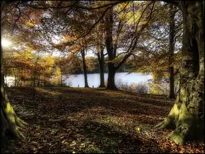 Przebijające światło, Park, Drzewa, Jesień, Woda