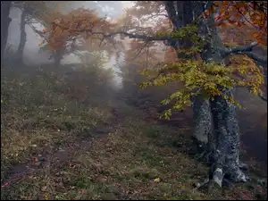 Ścieżka, Jesień, Drzewa, Las, Mgła