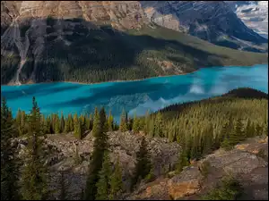 Las iglasty na skałach nad jeziorem Peyto Lake w Kanadzie