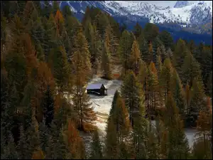 Las, Góry, Śnieg, Szopa, Drzewa, Drewniana