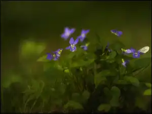 Fiołki, Kwiaty