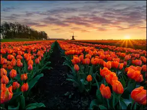 Słońca, Tulipany, Pole, Promienie