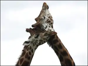 Miłość, Dwie, Żyrafy