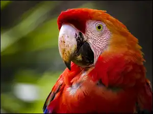 Ara, Kolorowa