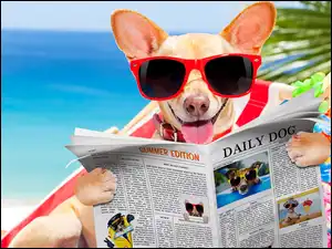 Chihuahua w okularach i z gazetą