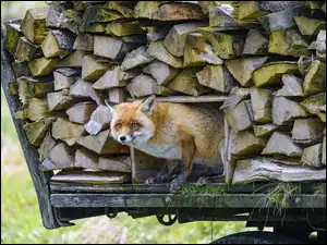 Ładunek, Lis, Drewno, Pojazd