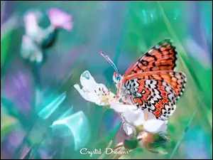 Motyl Przeplatka didyma w makro