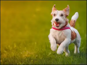 Spacer, Jack Russell, Terrier, Łąka