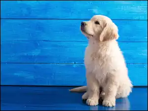 Golden retriever, Tło, Szczeniaczek, Słodki, Niebieskie
