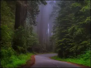 Stan Kalifornia, Park Narodowy Redwood, Mgła, Stany Zjednoczone, Sekwoje, Drzewa, Las