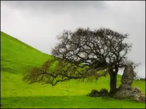 Trawa, Drzewo, Kamienie