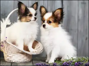 Chihuahua długowłosa, Lawenda, Psy, Dwa, Koszyk