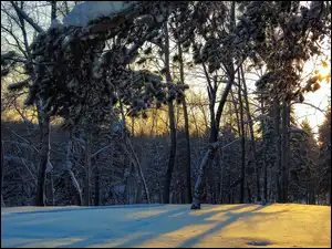Przebijające Światło, Zima, Las