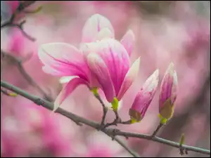 Kwiaty, Magnolia, Bladoróżowe, Gałąź, Pąki