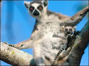 Młodym, Lemur, Z