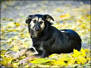 Liście, Pies, Zółte, Jesień, Czarny
