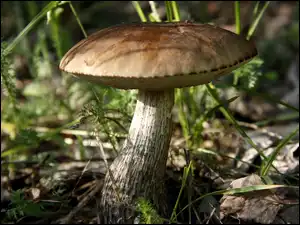 Liście, Grzyb, Kozak, Trawa