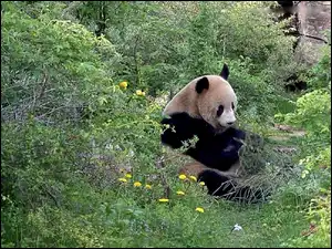 Gąszcz, Miś, Panda, Zielony