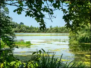 Lato, Jezioro, Rośliny, Drzewa