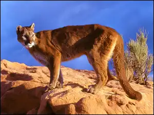 skała, Puma