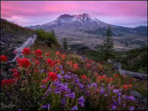 Stany Zjednoczone, Castilleja, Wschód słońca, Kwiaty, Góry Kaskadowe, Góra, Drzewa, Wulkan Mount St. Helens, Łąka, Stan Waszyngton