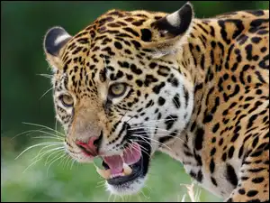 Kły, Zły, Jaguar