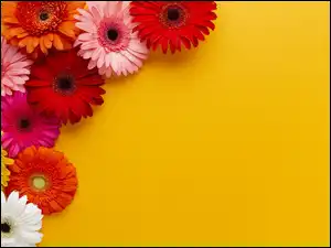 Gerbery, Tło, Różnokolorowe, Kwiaty, Żółte