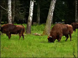 Żubry, Białowieski, Park, Narodowy