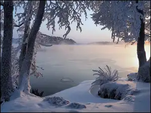 Jezioro, Ośnieżone, Wschód słońca, Zima, Trawa, Gałęzie, Drzewa