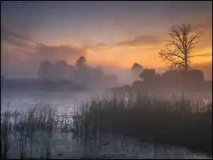 Drzewa, Wschód słońca, Szuwary, Jezioro, Mgła
