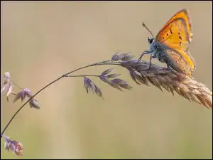 Motyl przyfrunął na trawę źdzbła