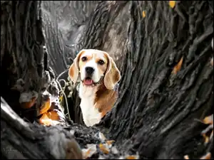 Beagle, Liście, Drzewa, Pies