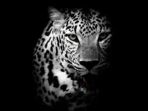 Leopard na ciemnym tle
