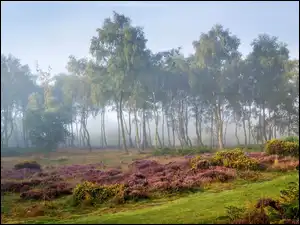 Świt, Hrabstwo Derbyshire, Mgła, Brzozy, Wrzosowisko, Obszar wyżynny Stanton Moor, Park Narodowy Peak District, Anglia, Drzewa