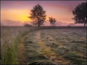 Mgła, Łąka, Drzewa, Wschód słońca, Trawa, Poranek